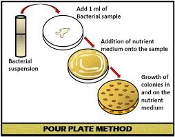 Pour plate method of isolation technique by FoodTech101