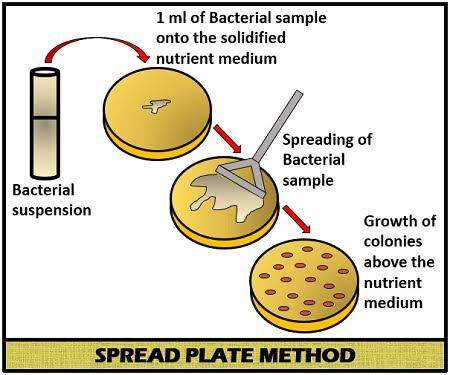 Spread plate method of isolation technique by FoodTech101