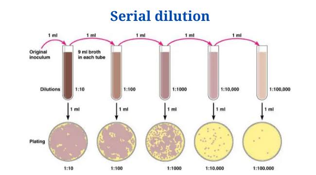 Serial dilution method of isolation technique by FoodTech101